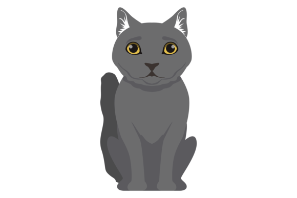 Gray Cat Sitting. British Shorthair Bree